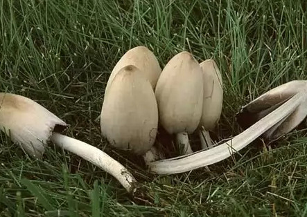   ,   Coprinus atramentarius